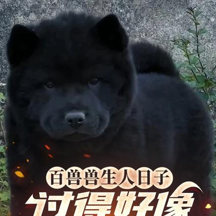 体验动物一生就有钱？我不当人了